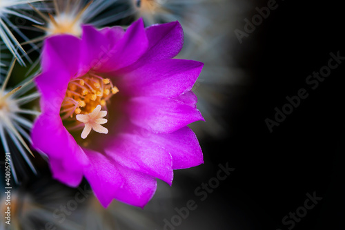 Purple cactus flowers, yellow stamens. © adisorn123
