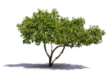 apple tree isolated on white background