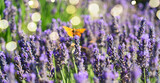 Fototapeta Na drzwi - Lavender field at summer