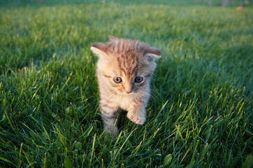 a small red kitten in green grass sits and looks at the camera and plays in the grass blurred foreground and background