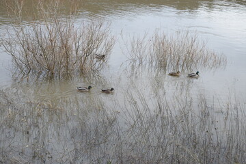 Canvas Print - Enten im Hochwasser