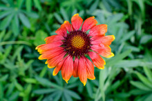 One Vivid Yellow And Red Gaillardia Flower, Common Known As Blanket Flower,  And Blurred Green Leaves In Soft Focus, In A Garden In A Sunny Summer Day, Beautiful Outdoor Floral Background.