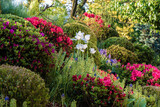 Wiosenny ogród pełen kwitnących azalii i  kolorowych rododendronów