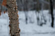 Pień drzewa porośnięty grzybami w zimowym lesie
