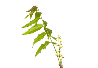 Wall Mural - Medicinal neem flower and leaves over white background