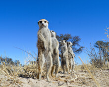 Meerkats Standing On Lookout