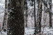 Pień drzewa w zimowym lesie.