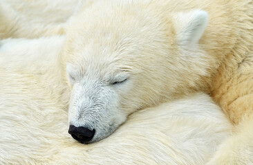 Wall Mural - polar bear cub