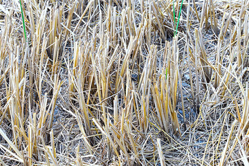 Cobs in rice fields after harvesting.