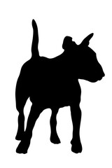 Aufkleber - Black silhouette of bull terrier dog isolated on white background. Vector illustration