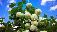 A Bush Of Snowball Tree Against The Background Of Blue Summer Sky.
