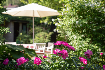 Pink peonies in the summer garden