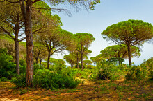 La Brena National Park On The Coast Of The Province Of Cádiz, Spain. An Area Of The Natural Park Has Been Planted With Pines To Control The Spread Of Sand-dunes.