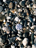 Fototapeta Morze - shells on the beach