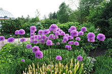 Purple Giant Onion Flowers Blooming In The Helsinki Botanical Garden In Spring, Allium Giganteum, Purple Pink Flowers, Springtime