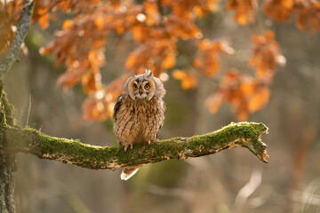 Wall Mural - Long-eared owl sitting on the mossy tree branch, with orange leaves in the background.