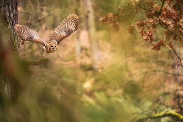 Wall Mural - Flying owl in a fairy forest. Tawny owl in the colorful nature bacground.