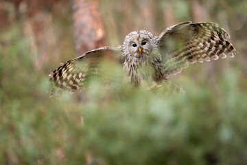 Wall Mural - Ural owl landing with hunted mouse in his beak. Strix uralensis