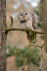 Wall Mural - Ural owl in the forest looking ahaed to the camera. Strix uralensis
