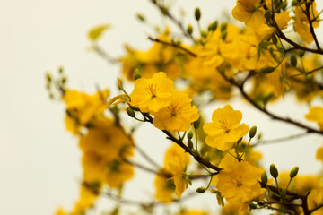 Hoa Mai tree (Ochna Integerrima) flower, traditional lunar new year (Tet holiday) in Vietnam. Two tulips pointing at the sky next to the forest yellow tulips symbolizing glory.