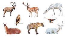 Set Of Photo Pictures Of Several Animals Isolated On White Background. Mountain Goat (Capra Genus), Deer, Spotted Hyena, Pigeon, Etc.