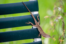 Anole Lizard Outside On The Patio Chaise Furniture, Brown With Green Background.
