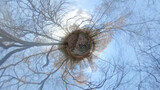 Fototapeta Sypialnia - Natur 360 Grad kleine Planet Holzsteg im Wald