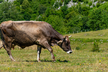 Wall Mural - cow on a meadow