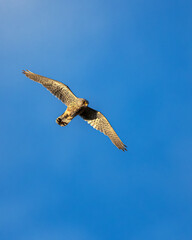 The common kestrel (Falco tinnunculus) in flight, looking down for prey.