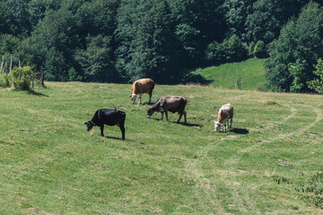 Wall Mural - cows in the meadow