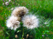 Burdock (Cirsium Arvense) Field Fluffed Up In The Summer 