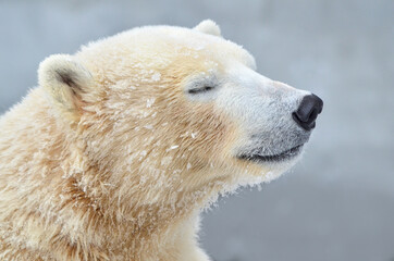 Wall Mural - polar bear cub