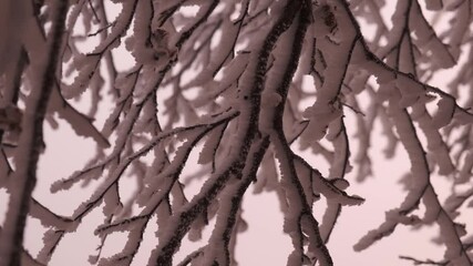 Detail of frozen swaying tree branches landscape during a storm at sunset in winter