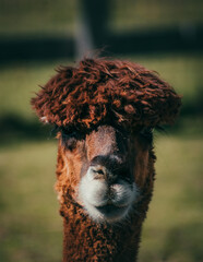 Poster - Closeup shot of looking brown llama face