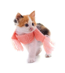 Canvas Print - Kitten in a knitted scarf.