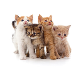 Canvas Print - Group little kittens.