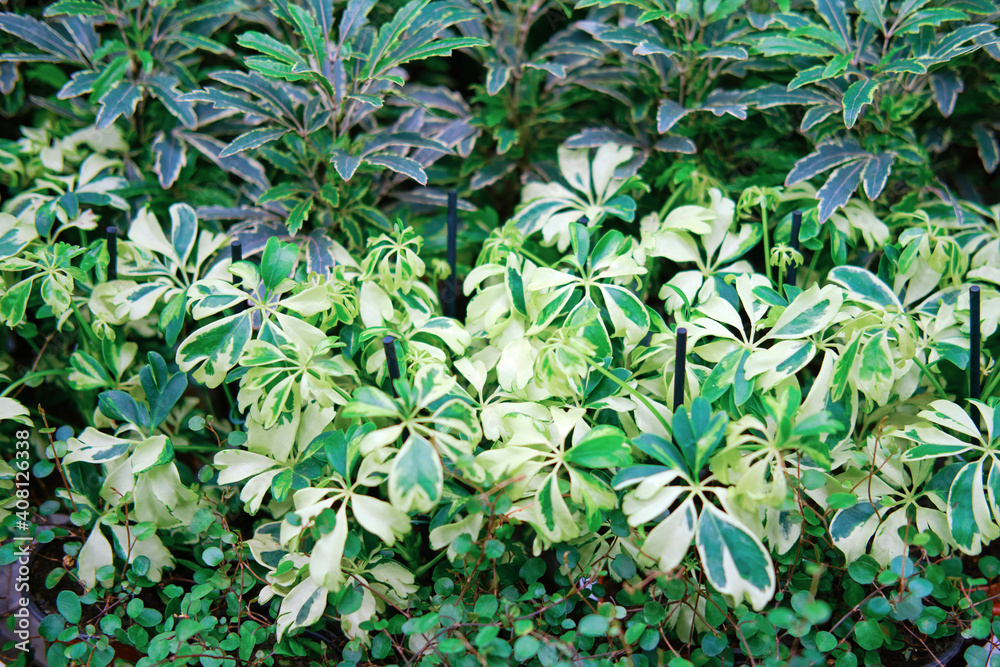Schefflera arboricola is a flowering plant in the Araliaceae family ...
