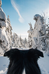 Canvas Print - Rear view of border collie sitting in snow during winter