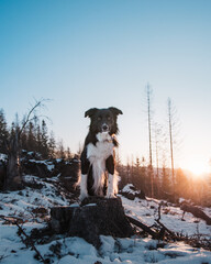 Wall Mural - Winter landscape of border collie sitting on a tree stump during sunrise