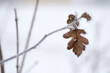 Braunes Blatt an Zweig im Winter mit Raureif und weißem Hintergrund