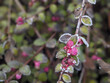 Kleine grüne Blätter an Pflanze mit feinem Raureif und rosa Blüte