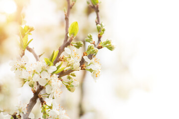 close-up of spring apple tree blossoms