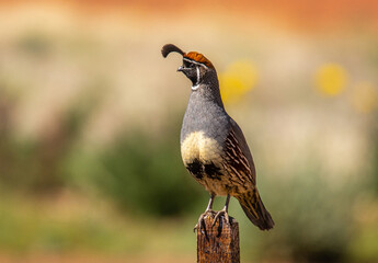 Poster - Gambel's Quail