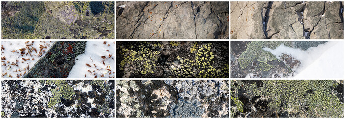 Wall Mural - Set of texture of stones covered with lichen. Lichen patterns on a rock surface. Collection of panoramic natural backgrounds. The nature of the Arctic. Polar region.