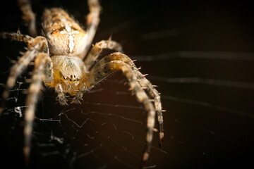Garden spider on web macro closeup