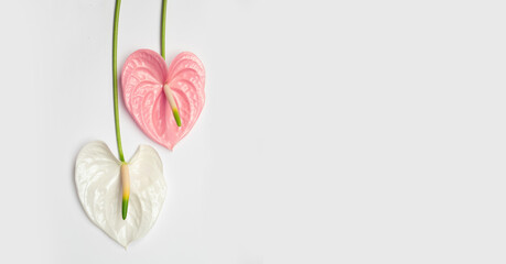 Wall Mural - Pink and white flowers in the shape of a heart on a white background. Valentine's day concept.