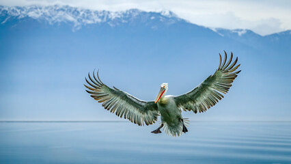 Dalmatian pelican from Kerkini, Greece