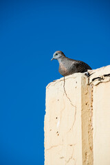 Wall Mural - Zebra Dove sitting on rooftop in Hawaii with blue sky