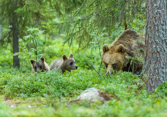 Image of brown bear in Finland