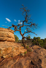 A Lone Tree Among The Rocks